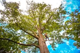 Reliable Sea Bright, NJ Tree Care Solutions